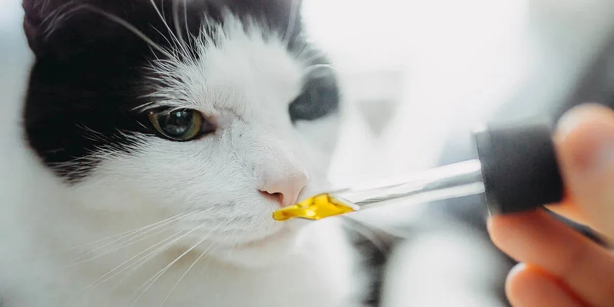 Comment utiliser de l'huile de CBD pour votre chat ?