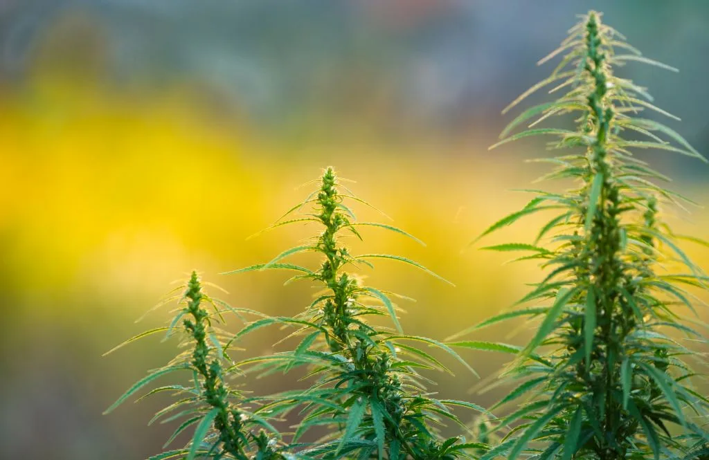 Le CBD annule-t-il les effets du THC ?