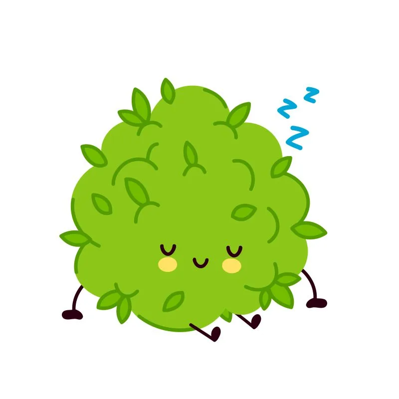 Le CBD et l'insomnie. Le CBD aide-t-il à dormir ?