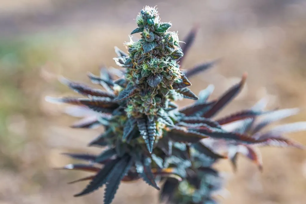 Le syndrome de sevrage du cannabis - comment le soulager ?