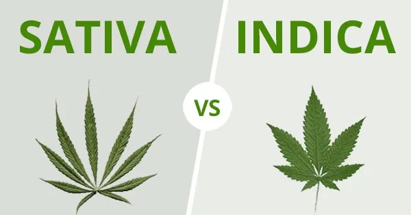 Les différences entre Sativa vs Indica