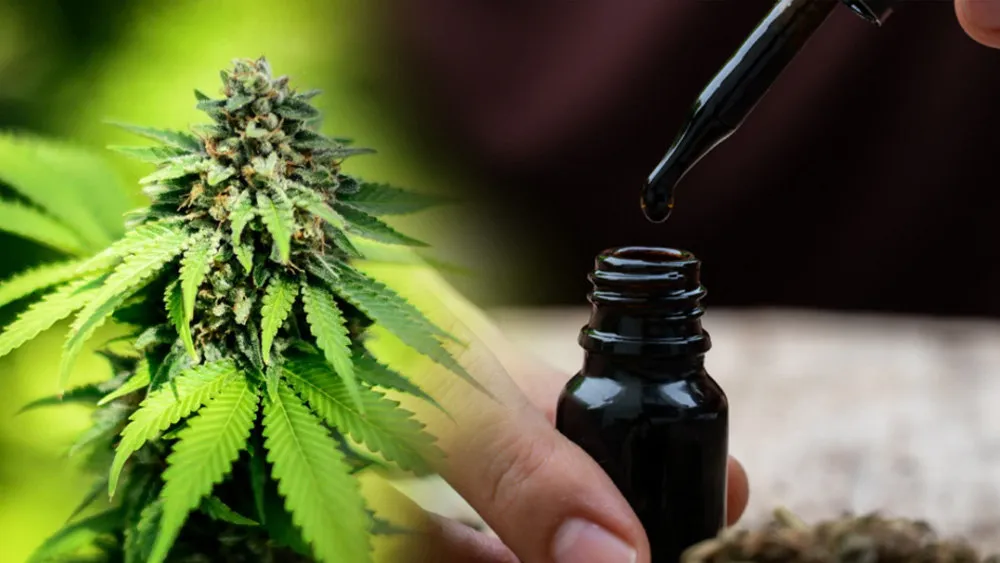 L'huile RSO, pour qui et combien de THC contient-elle ?