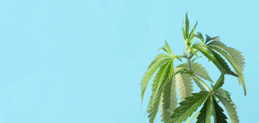 Quel est l'effet d'entourage après le cannabis ? Cela se produit-il vraiment ?