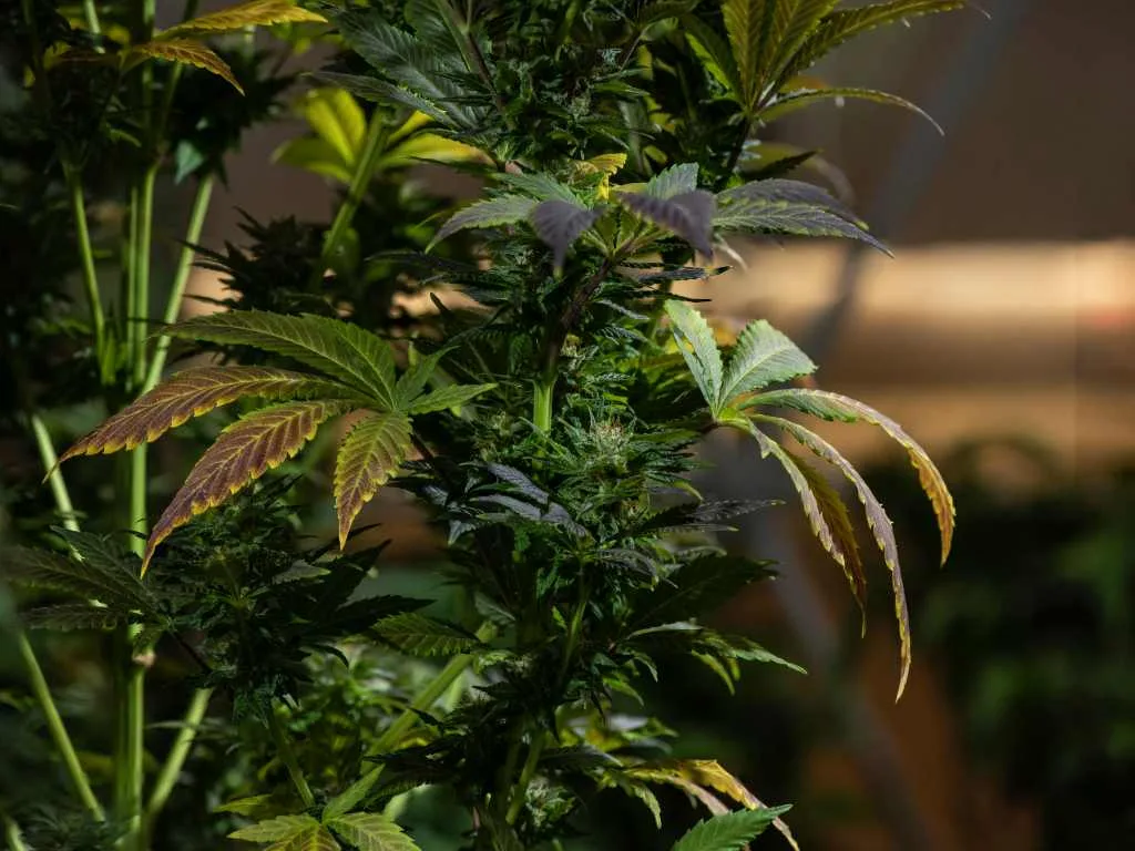 Qu'est-ce que le linalol et quel est le rôle de ce terpène ?